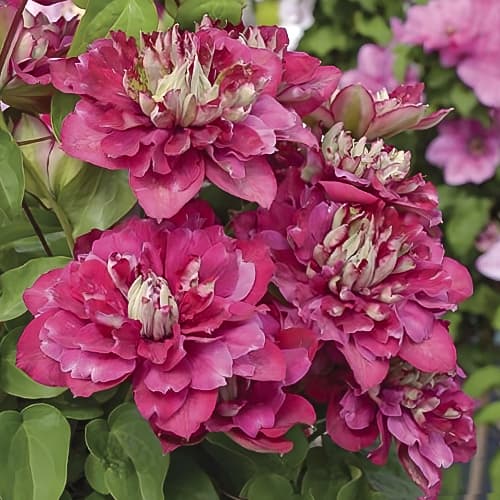 Clematis Hot Kisses, С2 termék fotó 1 Clematis Hot Kisses, С2 kép 1 termék 5476