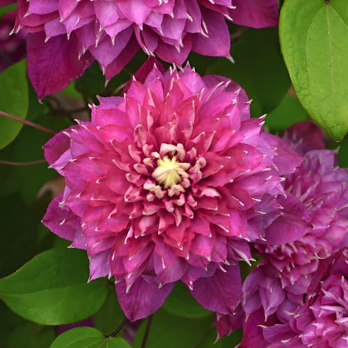 Clematis Hot Love, С2 kép 1 termék 5477