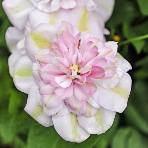 Clematis Innocent Blush, С2 kép 1 termék 5478