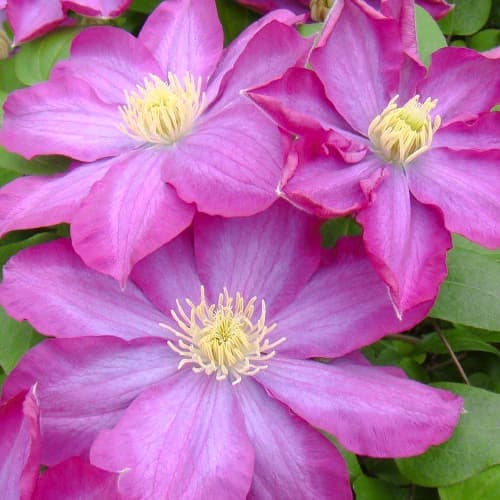Clematis Kakio Pink Champagne, С2 kép 1 termék 5481
