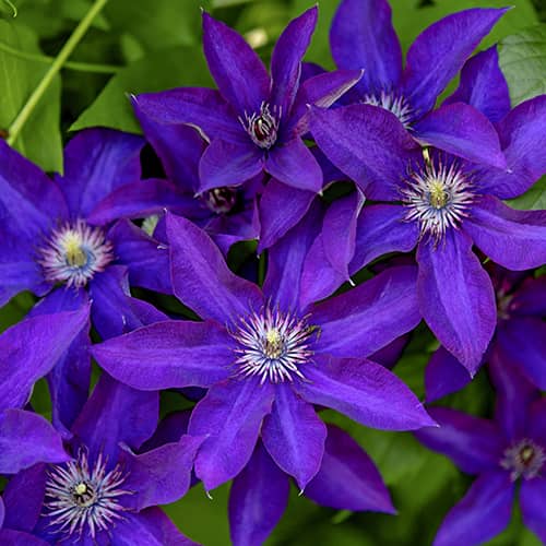 Clematis Lavender Beauty, С2 kép 1 termék 5483