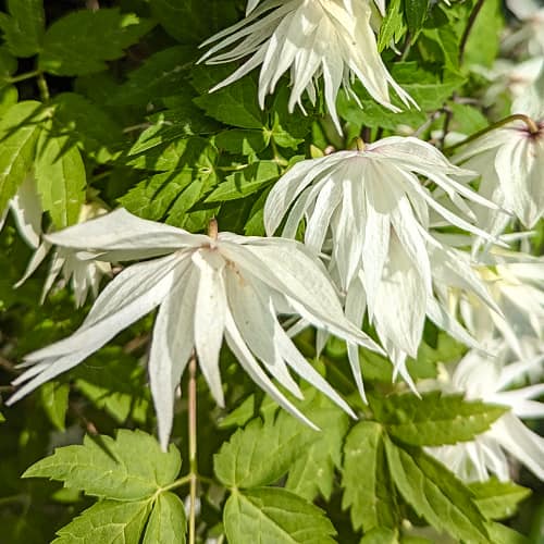 Clematis Lemon Dream, С2 termék fotó 1 Clematis Lemon Dream, С2 kép 1 termék 5484