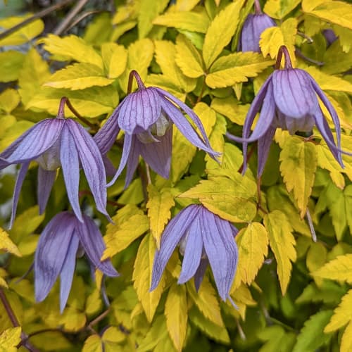 Clematis Luminous® Dusk, С2 kép 1 termék 5485