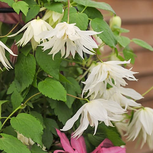 Clematis Luminous® Snow, С2 kép 1 termék 5486