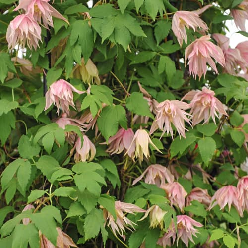 Clematis Pink Swing, С2 termék fotó 1 Clematis Pink Swing, С2 kép 1 termék 5488