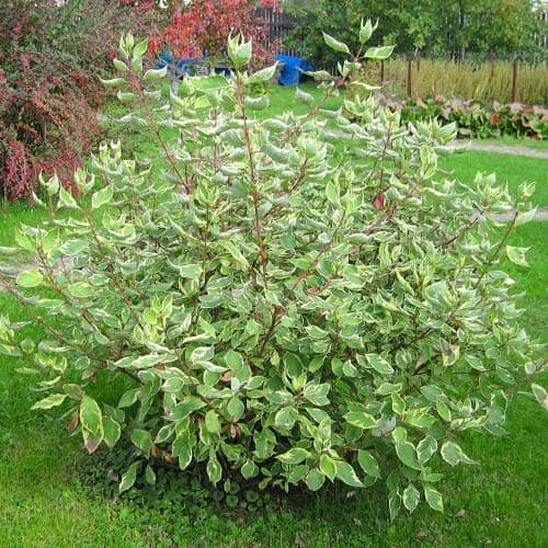 Cornus alba Elegantissima kép 1 termék 9569