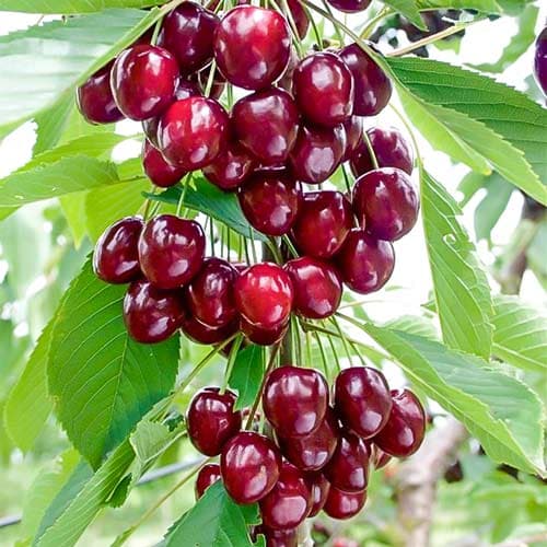 Cseresznye-meggy oszlopos Caroline, С2 kép 1 termék 1971