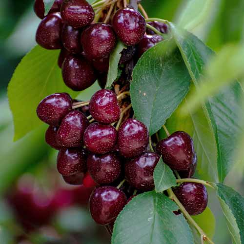 CSERESZNYE OSZLOPOS SAMBA kép 1 termék 2014