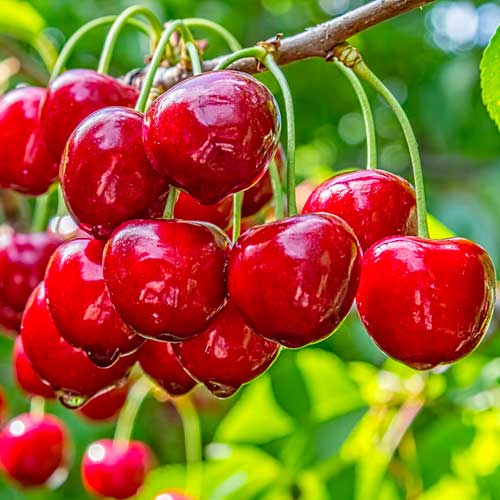 Cseresznye Elegant Joy, С2 kép 1 termék 1628