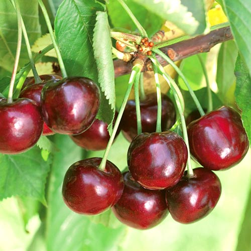 Cseresznye Ferrovia kép 1 termék 7970