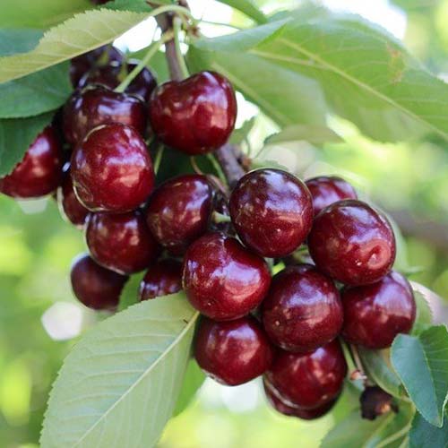 Cseresznye Royal Helen kép 1 termék 4870