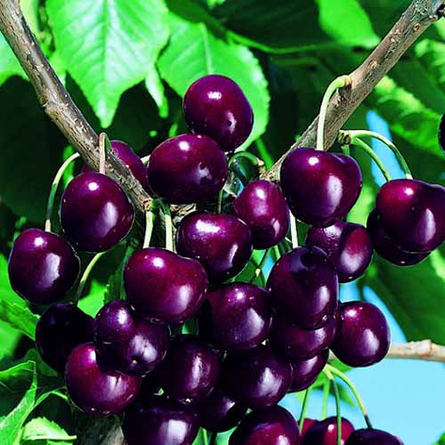 Cseresznye Skeena kép 1 termék 4871