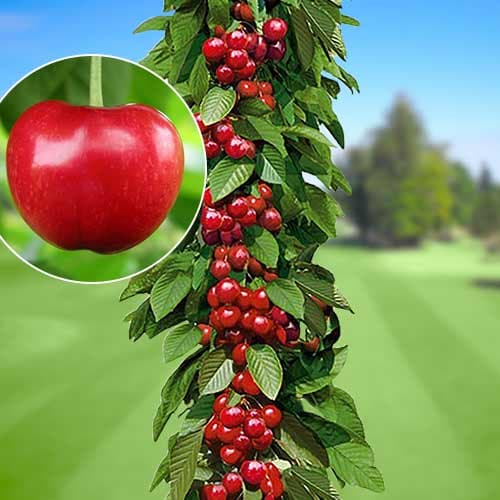 Cseresznye oszlopos Silva kép 1 termék 1924