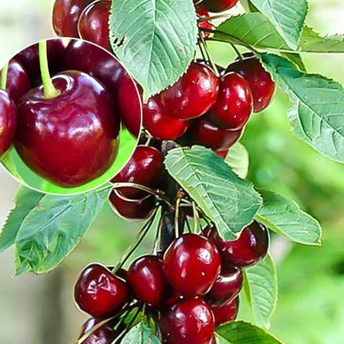 Cseresznye oszlopos Helene kép 1 termék 1925