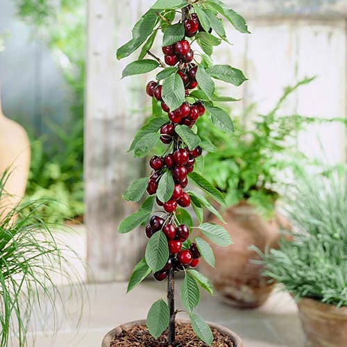 Cseresznye oszlopos Black kép 1 termék 1946