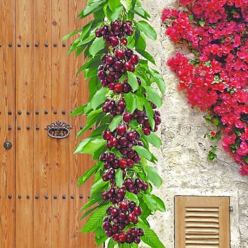 Cseresznye oszlopos Victoria, С2 kép 1 termék 1923