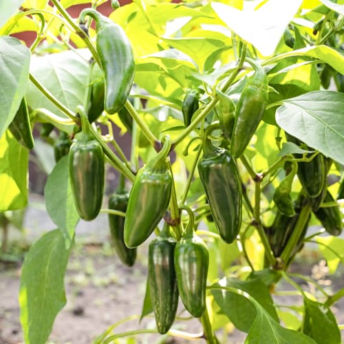 Csípős paprika Cancan Kiepenkerl kép 1 termék 50068