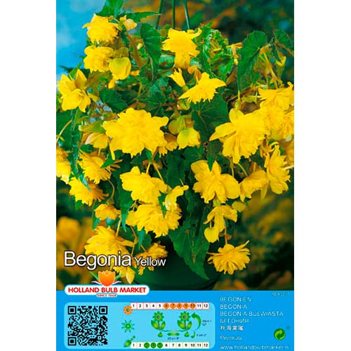 Csüngő begónia Yellow termék fotó 1 Csüngő begónia Yellow kép 1 termék 76394