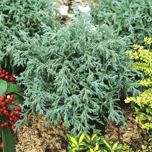 Cypress Baby Blue, C2 kép 1 termék 7733