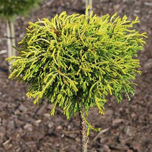 Cypress Gitte, C4 termék fotó 1 Cypress Gitte, C4 kép 1 termék 8244