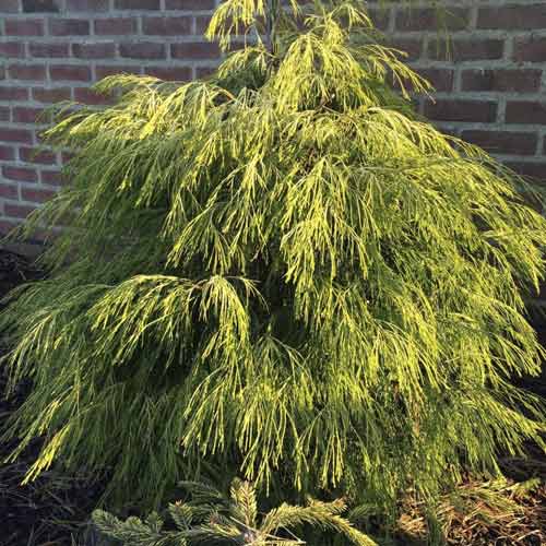 Cypress Karaca, C4 kép 1 termék 8243