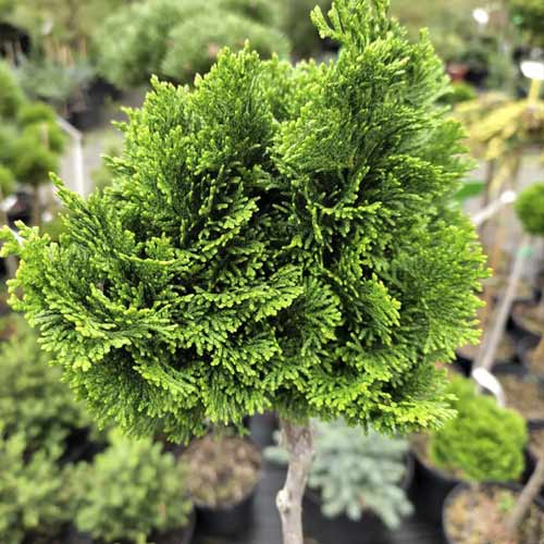 Cypress Nana Gracilis, C4 kép 1 termék 8245