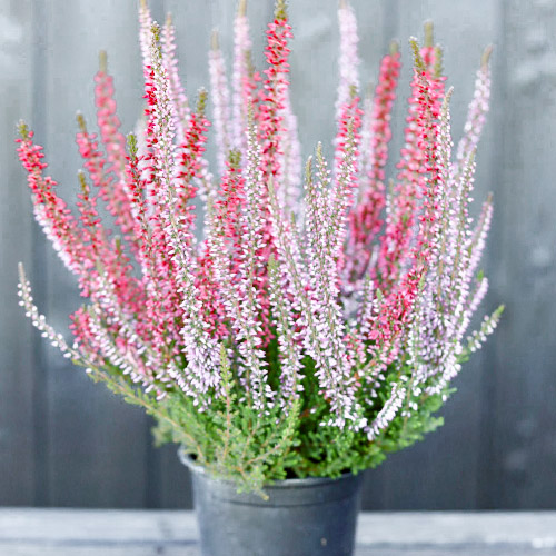 Közönséges hanga Twins Athene/Hilda kép 1 termék 5431