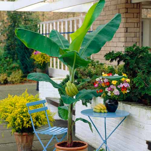 Japán banán (Musa basjoo) kép 1 termék 5618