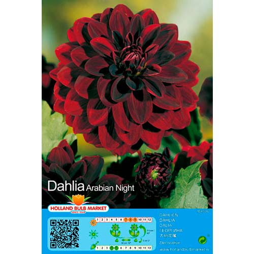 Dália Arabian Night kép 1 termék 76407