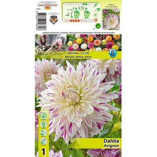 Dália Avignon kép 1 termék 70480