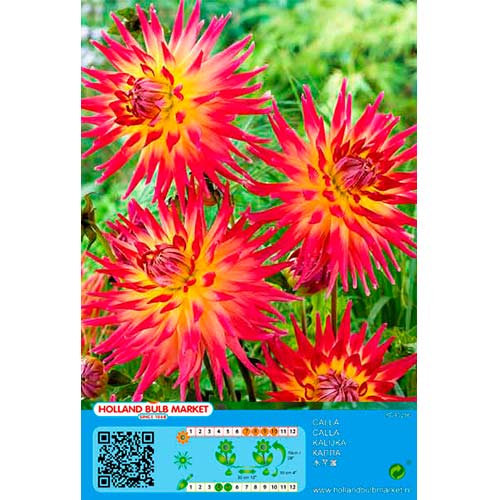 Dália Bora Bora kép 1 termék 76411