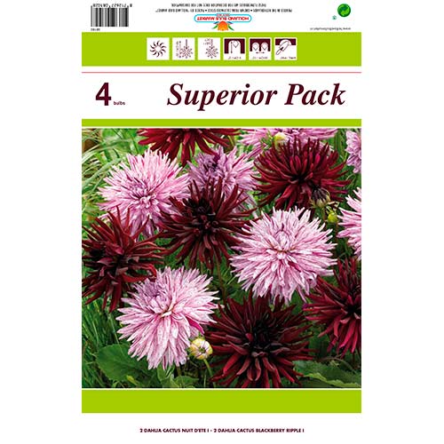 Dália Cactus Mix termék fotó 1 Dália Cactus Mix kép 1 termék 76412