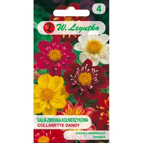 Dália Collarette Dandy, színkeverék Legutko kép 1 termék 69580