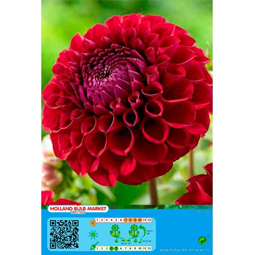 Dália Dark Spirit kép 1 termék 76414