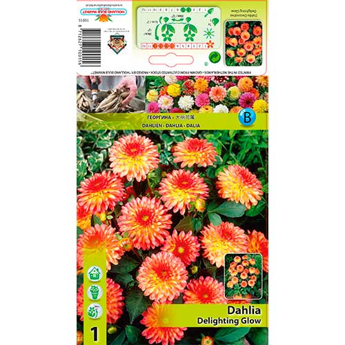 Dália Delighting Glow termék fotó 1 Dália Delighting Glow kép 1 termék 76566