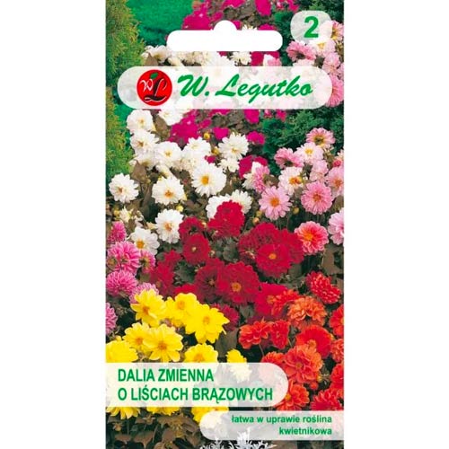 Dália Diablo, színkeverék Legutko kép 1 termék 69579