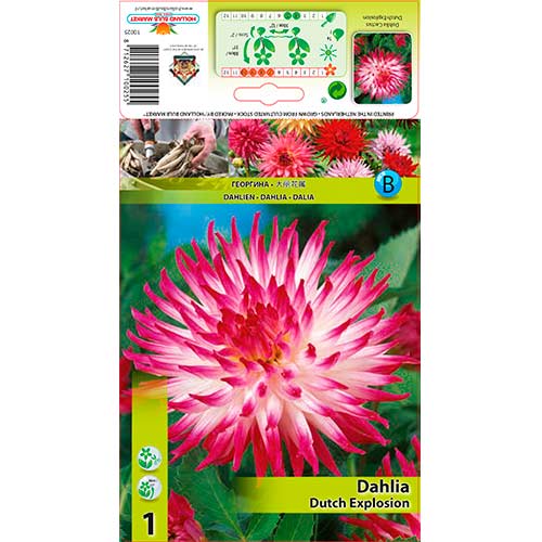 Dália Dutch Explosion termék fotó 1 Dália Dutch Explosion kép 1 termék 76206
