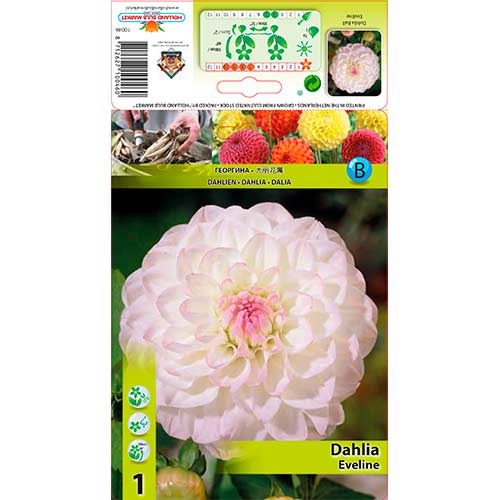 Dália Eveline kép 1 termék 76583