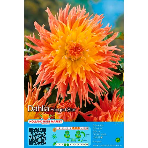 Dália Fringed Star termék fotó 1 Dália Fringed Star kép 1 termék 76417