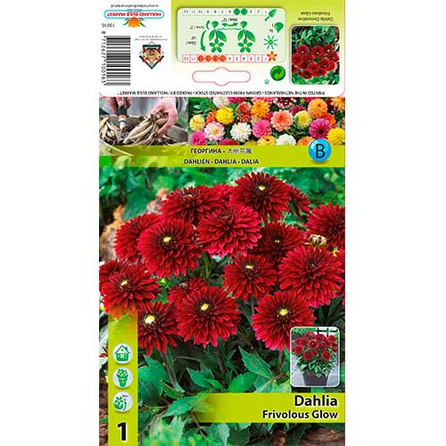 Dália Frivolous Glow kép 1 termék 70372