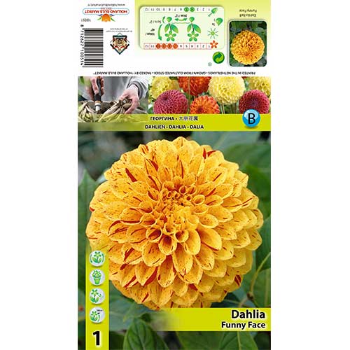 Dália Funny Face kép 1 termék 70483