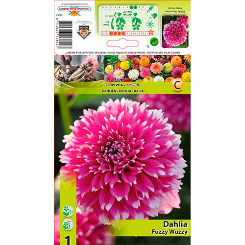 Dália Fuzzy Wuzzy kép 1 termék 76580