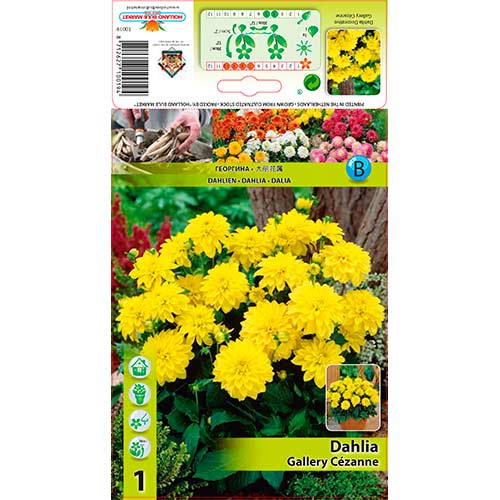 Dália Gallery Cezanne kép 1 termék 76562