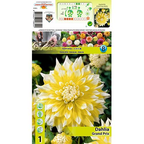 Dália Grand Prix kép 1 termék 70373