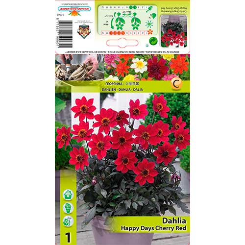 Dália Happy Days Cherry Red kép 1 termék 76210