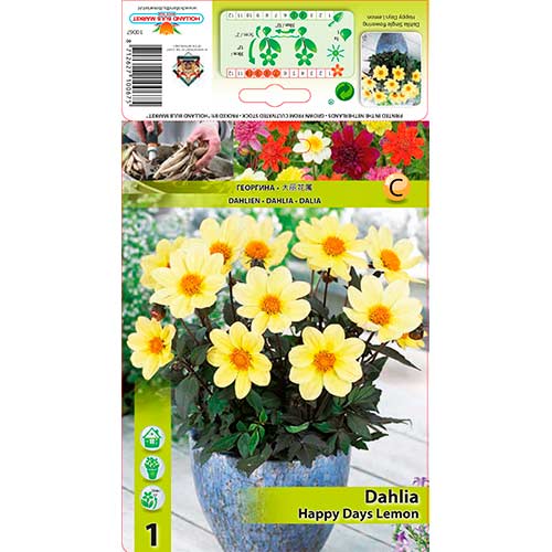 Dália Happy Days Lemon termék fotó 1 Dália Happy Days Lemon kép 1 termék 76211