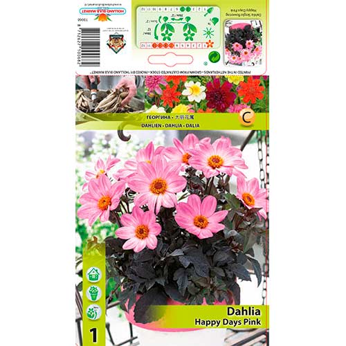 Dália Happy Days Pink kép 1 termék 76212