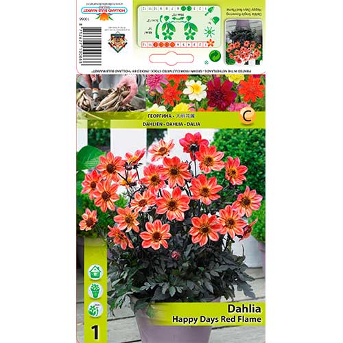 Dália Happy Days Red Flame kép 1 termék 76213