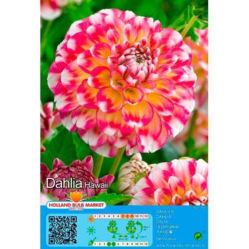 Dália Hawaii termék fotó 1 Dália Hawaii kép 1 termék 76419