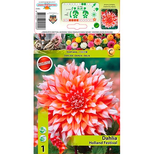 Dália Holland Festival termék fotó 1 Dália Holland Festival kép 1 termék 76581